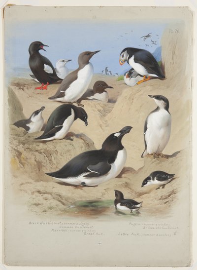 Guillemots, alken, papegaaiduikers en alk, c.1915 door Archibald Thorburn