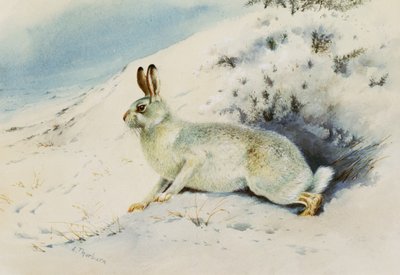 Haas door Archibald Thorburn