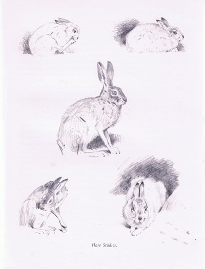 Hazenstudies door Archibald Thorburn