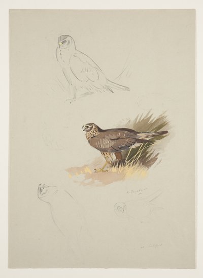 Bruine kiekendief, c.1915 door Archibald Thorburn