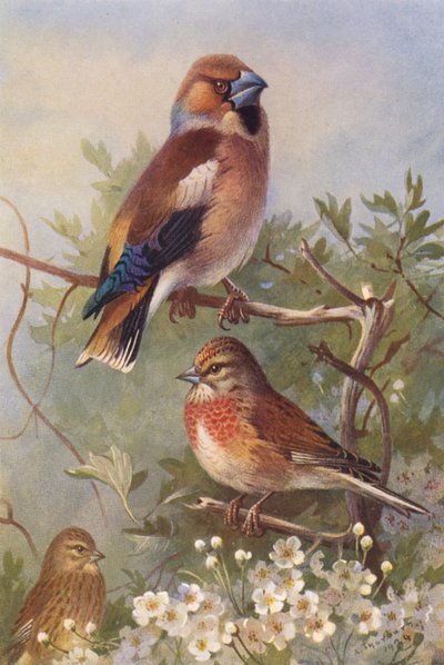 Appelvink, Kneu (mannetje en vrouwtje) door Archibald Thorburn