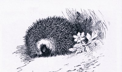 Egel, Natuur in Groot-Brittannië uitgegeven door Collins, 1946 door Archibald Thorburn