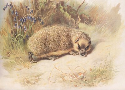 Egel, uit Thorburns Zoogdieren gepubliceerd door Longmans and Co, ca. 1920 door Archibald Thorburn