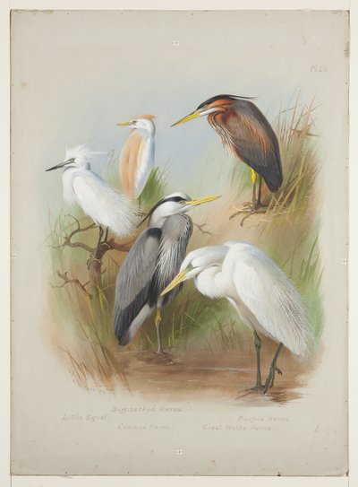 Reigers en zilverreiger, ca. 1915 door Archibald Thorburn