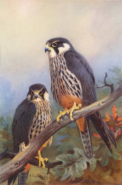 Boomvalk (mannetje en vrouwtje) door Archibald Thorburn