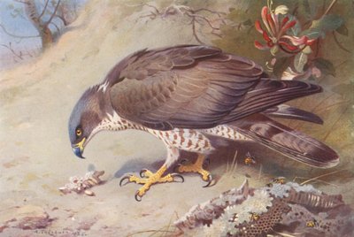 Wespendief door Archibald Thorburn