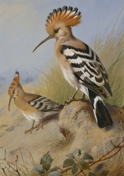 Hoppen door Archibald Thorburn