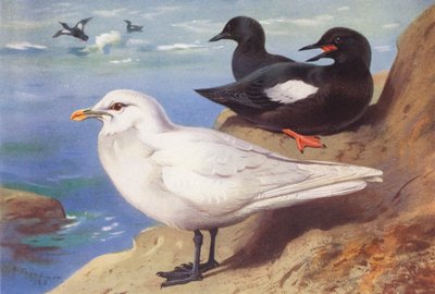 Ivoormeeuw, Zwarte Zeekoet (zomer) door Archibald Thorburn