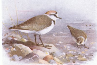 Strandplevier, uit Birds of the British Isles and Their Eggs gepubliceerd door Frederick Warne & Co Ltd, 1958 door Archibald Thorburn