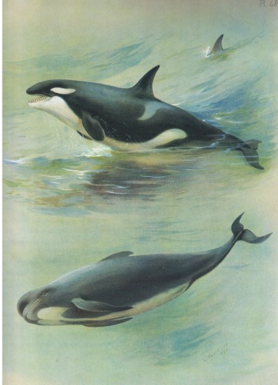 Orka, uit Thorburns Zoogdieren gepubliceerd door Longmans and Co, ca. 1920 door Archibald Thorburn