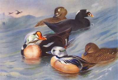 Koningseider, Zwarte Zee-eend (mannetje en vrouwtje), Stellers Eider (mannetje en vrouwtje) door Archibald Thorburn