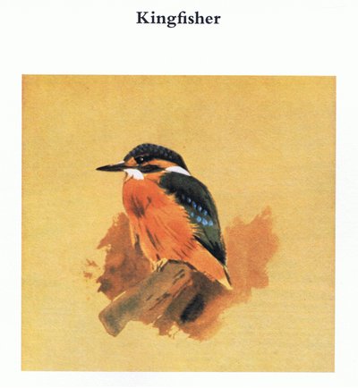 IJsvogel, uitgegeven door Book Club Associates, 1972 door Archibald Thorburn