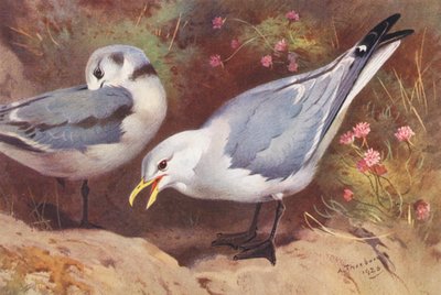 Drieteenmeeuw (volwassen en jong) door Archibald Thorburn