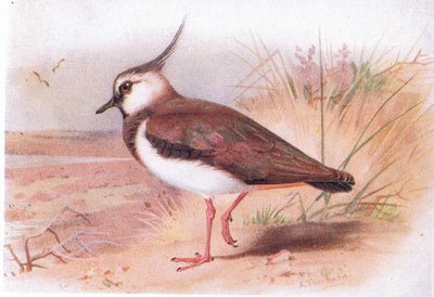 Kievit, uit Birds of the British Isles and Their Eggs gepubliceerd door Frederick Warne & Co Ltd, 1958 door Archibald Thorburn