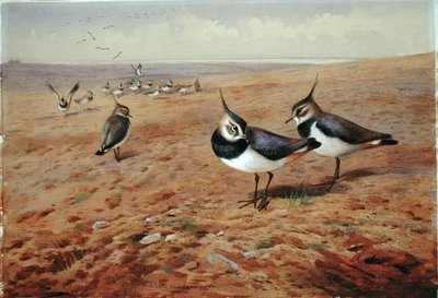 Kieviten op de ploeg door Archibald Thorburn