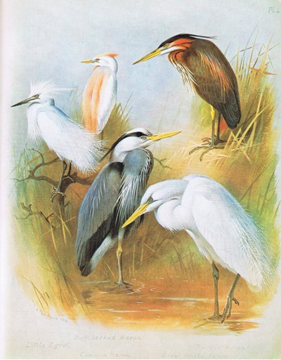 Kleine Zilverreiger, Ralreiger, Blauwe Reiger, Purperreiger, Grote Zilverreiger, uitgegeven door Book Club Associates, 1972 door Archibald Thorburn