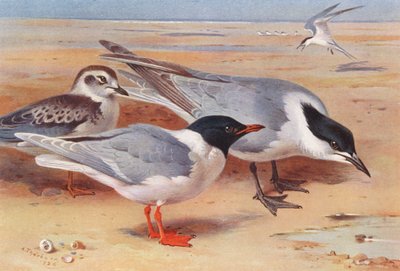 Kleine meeuw (volwassen en jong), meeuw-bekdikte stern door Archibald Thorburn