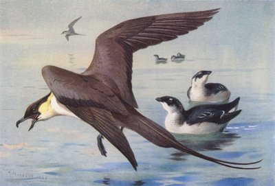 Kleine Jager, Kleine Alk (winter) door Archibald Thorburn