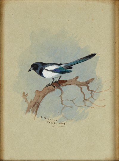 Ekster op een tak door Archibald Thorburn