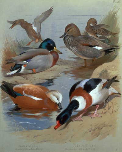 Wilde eend, slobeend, roestgans door Archibald Thorburn