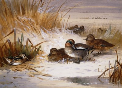 Wilde eend, smient en snip aan de rand van een poel in de winter door Archibald Thorburn