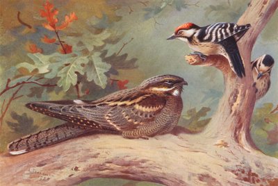 Nachtzwaluw, kleine bonte specht (mannetje en vrouwtje) door Archibald Thorburn