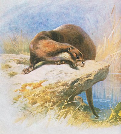 Otter, uitgegeven door Book Club Associates, 1972 door Archibald Thorburn