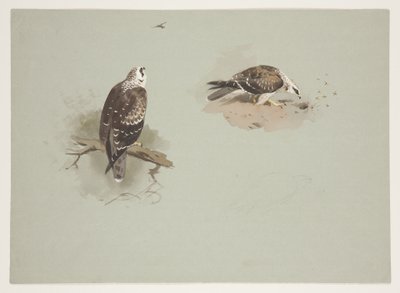 Bleke wespendief, c.1915 door Archibald Thorburn