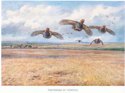 Patrijzen in Norfolk door Archibald Thorburn