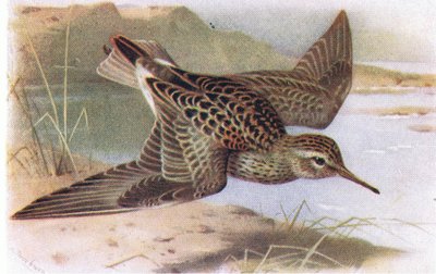 Gestreepte Strandloper, uit Birds of the British Isles and Their Eggs gepubliceerd door Frederick Warne & Co Ltd, 1958 door Archibald Thorburn