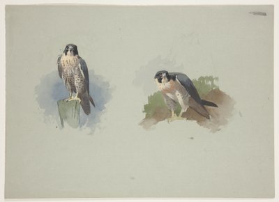 Slechtvalk mannetje, c.1915 door Archibald Thorburn