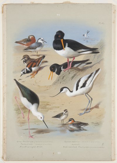 Roodhalsfuten, scholekster, kluut, steenloper en steltkluut, ca. 1915 door Archibald Thorburn
