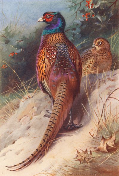 Fazant (mannetje en vrouwtje) door Archibald Thorburn