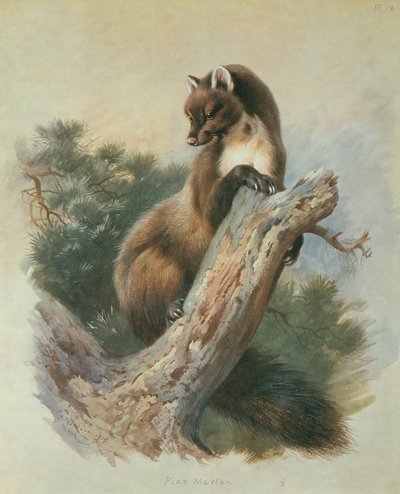 Boommarter door Archibald Thorburn