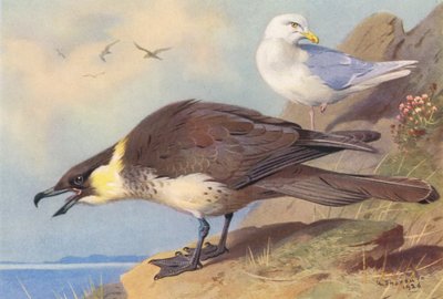 Pomatorhine Jager, IJslandse Meeuw door Archibald Thorburn