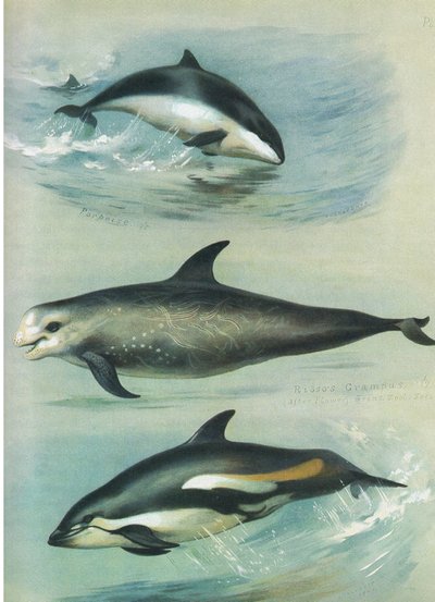 Bruinvis, Risso