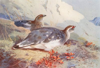 Sneeuwhoen (mannetje en vrouwtje, herfst) door Archibald Thorburn