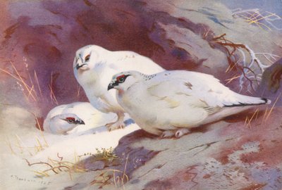 Sneeuwhoen (mannetje en vrouwtje, winter) door Archibald Thorburn