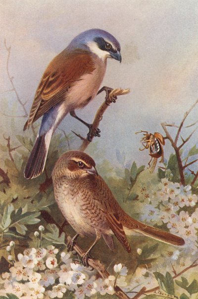 Grauwe Klauwier (mannetje en vrouwtje) door Archibald Thorburn
