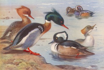 Roodborstzaagbek (mannetje en vrouwtje), Harlekijneend (mannetje en vrouwtje), Kapzaagbek (mannetje en vrouwtje) door Archibald Thorburn