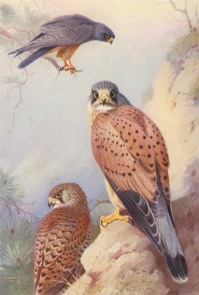 Roodpootvalk, Torenvalk (mannetje en vrouwtje) door Archibald Thorburn