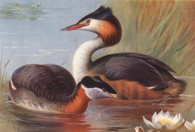 Roodhalsfuut, Fuut (kleur litho) door Archibald Thorburn