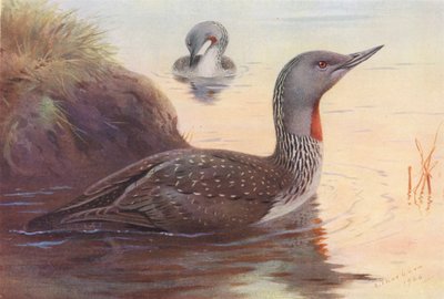 Roodkeelduiker door Archibald Thorburn