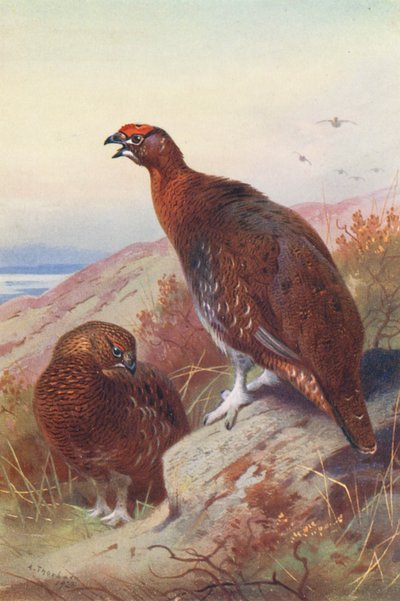Rode korhoen (mannetje en vrouwtje) door Archibald Thorburn