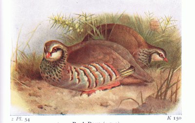 Rode Patrijs, uit Birds of the British Isles and Their Eggs gepubliceerd door Frederick Warne & Co Ltd, 1958 door Archibald Thorburn