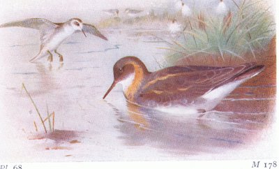 Roodhalsfalarope (zomer en herfst), uit Birds of the British Isles and Their Eggs gepubliceerd door Frederick Warne & Co Ltd, 1958 door Archibald Thorburn