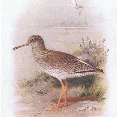 Tureluur, uit Birds of the British Isles and Their Eggs gepubliceerd door Frederick Warne & Co Ltd, 1958 door Archibald Thorburn