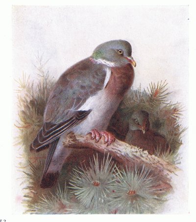 Houtduif, uit Birds of the British Isles and Their Eggs gepubliceerd door Frederick Warne & Co Ltd, 1958 door Archibald Thorburn