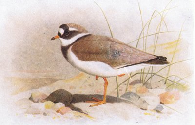 Bontbekplevier, uit Birds of the British Isles and Their Eggs gepubliceerd door Frederick Warne & Co Ltd, 1958 door Archibald Thorburn