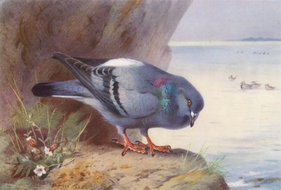 Rotsduif door Archibald Thorburn